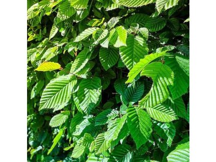 vyr 55 carpinus betulus