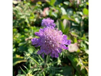 vyr 782 scabiosa Blue note