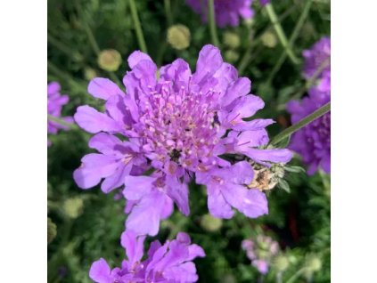 vyr 578 scabiosa Flutt Deep Blue