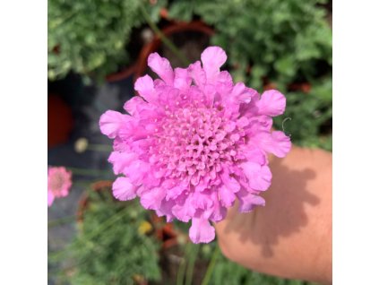 vyr 577 Hlavac Flutter Rose Pink