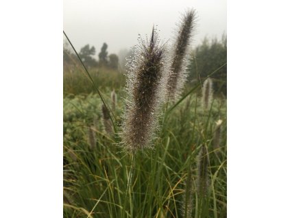 Dochan psárkovitý "Moudry"  Pennisetum alopecuroides ´Moudry´