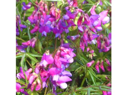 vyr 603 Lathyrus vernus