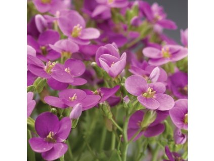 vyr 174 Arabis caucasica Little Treasure Deep Rose Husenik kavkazsky Little Treasure Deep Rose