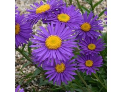 vyr 213 Aster alpinus Goliath