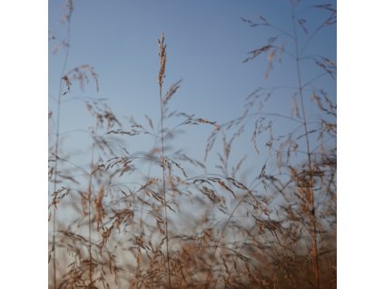 vyr 197 Deschampsia Bronzeschleier1