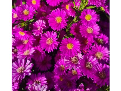 vyr 574 20230927 100052 1152x1536 1