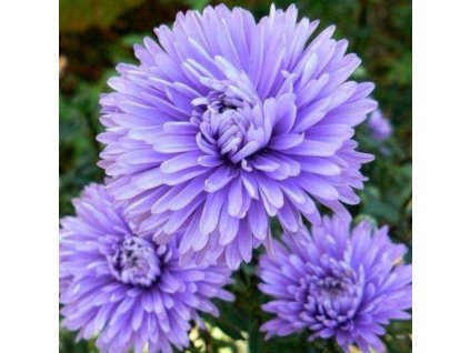 vyr 218 Aster novi belgii Marie Ballard