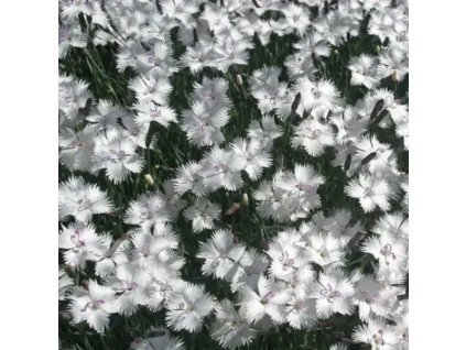 vyr 262 Dianthus Greystone