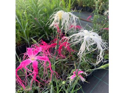 vyr 742 Dianthus Dancing Geisha
