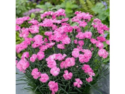 vyr 259 Dianthus Dinetta Pink