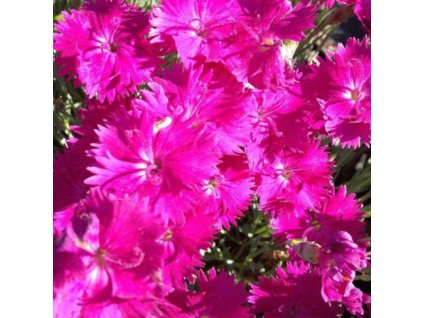 vyr 260 Dianthus Dinetta Purple