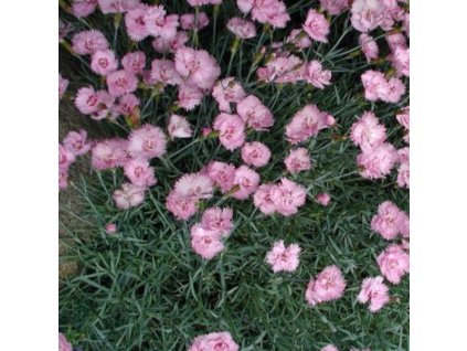 vyr 261 Dianthus Dinetta Soft Pink