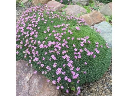 vyr 268 Dianthus webbianus