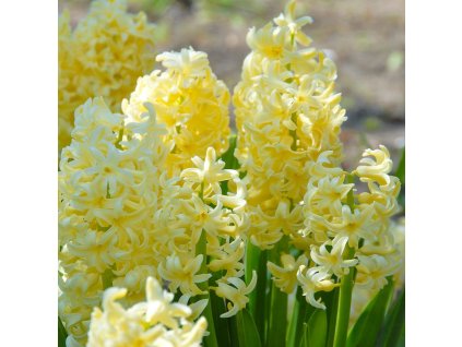 vyr 432 Hyacinthus City of Haarlem