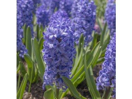 vyr 438 Hyacinthus Delft Blue