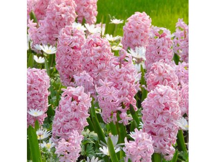 vyr 433 Hyacinthus Fondant