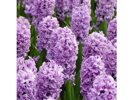 vyr 437 Hyacinthus Splendid Cornelia