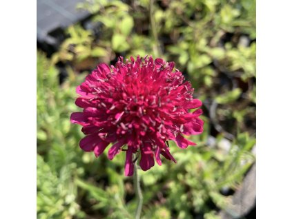 vyr 664 8D97EB5C C4E1 4AC4 97AE 8001F3DEB8C3