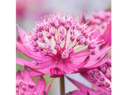 vyr 646 astrantia ruby cloud