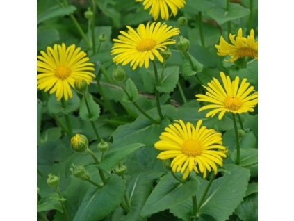 vyr 629 Doronicum orientale Leonardo Compact