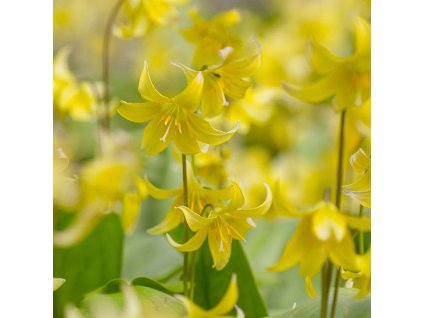vyr 522 Erythronium Pagoda