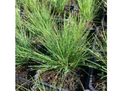 vyr 590 festuca ametystina nase