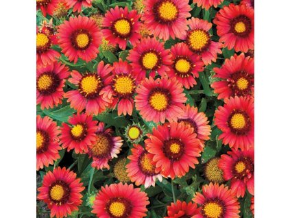 vyr 307 Gaillardia Arizona Red Shades
