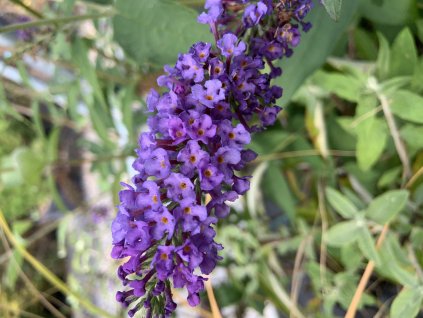 vyr 610 C8B17597 D2CA 4DCB 9877 7C29139C5F29