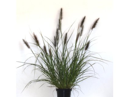 vyr 48 pennisetum black beauty