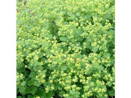 vyr 351 Alchemilla erythropoda Irish Shilk