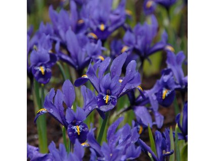 vyr 540 Iris reticulata Pixie