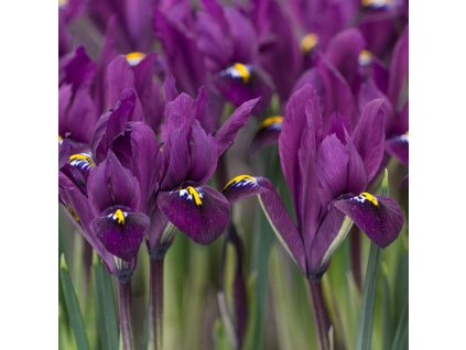 vyr 541 Iris reticulata Purple Hill