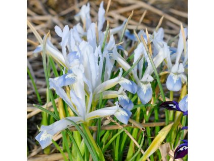 vyr 837 Iris reticulata Frozen Planet