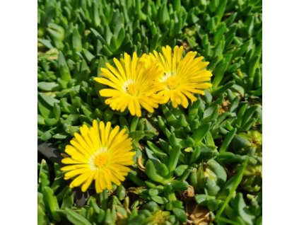vyr 626 Delosperma congestum Yellow