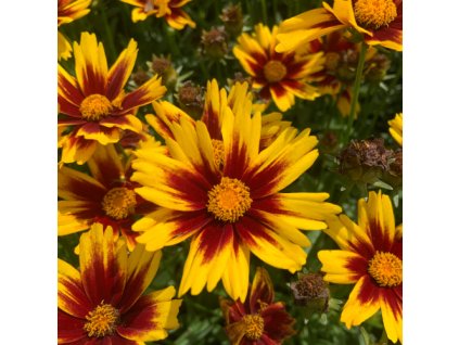 vyr 581 coreopsis Golden Stardust