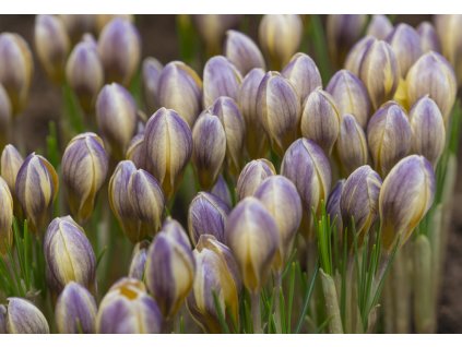 vyr 504 Crocus chrysanthus Advance 3