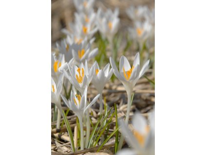 vyr 515 tommasinianus albus