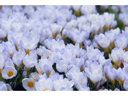 vyr 506 Crocus Blue Pearl 4