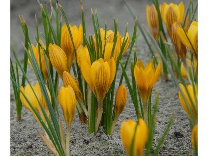 vyr 507 Crocus chrysanthus Dorothy