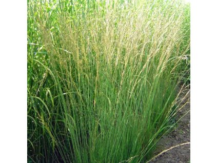 vyr 88 Molinia caerulea Heidebraut