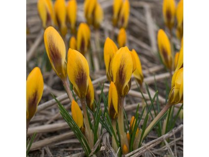 vyr 508 Crocus chrysanthus Goldilocks