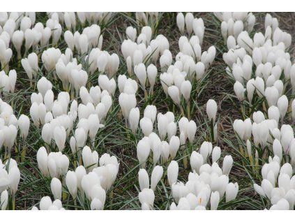 vyr 510 Jeanne d Arc 1