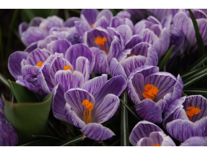 vyr 513 Crocus Pickwick 2