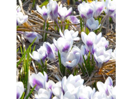 vyr 509 Crocus chrysanthus Prins Claus
