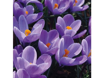 vyr 512 Crocus Remembrance