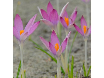 vyr 516 Crocus tommasinianus Roseus