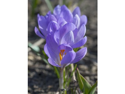 vyr 511 Crocus etruscus Zwanenburg DSC1255 kopie