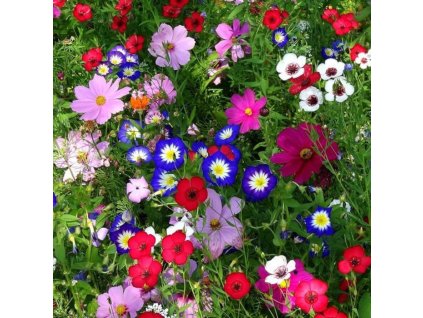 vyr 176 F1 kvetinove kralovstvi