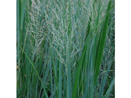 16093 207 vyr 203 Panicum Nordwind