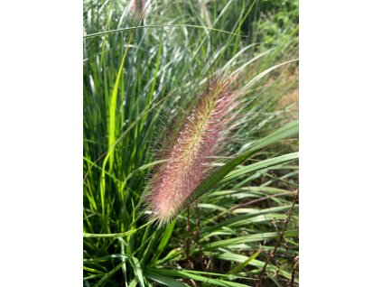 vyr 658 Pennisetum Red Head